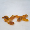 Ženšen červený - panax ginseng - 25g sekaný