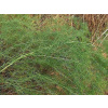 Špargľa lekárska - Asparagus officinalis (kontajner C1,5)