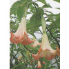 Durman 4 semená (Brugmansia suaveolens)