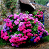Krásna záhrada Hydrangea deutschland krásna (Krásna záhrada Hydrangea deutschland krásna)