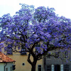 Paulownia modrý cisársky strom šťastia (Paulownia modrý cisársky strom šťastia)