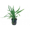 Tropica Microsorum pteropus 'Narrow' - 1 ks