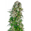 Sensi Seeds Cannabis Seeds Big Bud Automatic® Feminized, 3-10 ks 10 ks