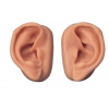 Akupunktúrne uši, sada pre 10 študentov (Anatomické modely)