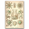 Retro na plátne medúzy Ernst Haeckel A1 (Retro na plátne medúzy Ernst Haeckel A1)