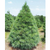 Okrasný strom Jedľa jednofarebná – Kalifornská (Abies concolor) viacročná