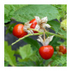 Paradajka Liči - Solanum sisymbriifolium - Semená rajčiaka - 6 ks