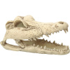 Repti Planet Krokodília lebka 13,8 cm