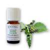 ARTTEC prírodný parfumový olej Camphor 10 ml NAT00033