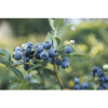 Čučoriedka BIO FloraSelf Bio Vaccinium corymbosum 'Spartan' cca 40 cm kvetináč 3 l