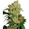 Sensi Seeds Cannabis Seeds Big Bud® Feminized, 3-25 ks 5 ks