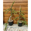 Smrek obyčajný (Picea abies ´Cobra´) veľkosť 50-60cm