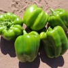 California Wonder (semená) sladká paprika