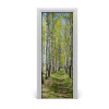 Fototapeta na dvere samolepiace Břízová les 75x205