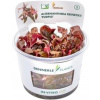 Dennerle Plants Alternanthera reineckii 'Lila' CUP - 1 ks