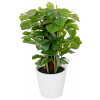 Umelá Monstera v črepníku 24cm