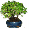 Izbová bonsai - Sagerethia thea stromoradia 897