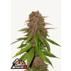 C4 Auto - Fast Buds Balenie: 3ks