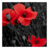 BRW-POPPY-9011-a-P (Panel)