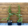Céder libanonský (Cedrus libani ´Brevifolia compacta´) veľkosť 50-65cm