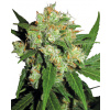 Sensi Seeds Sensi Skunk neobsahuje THC 5 ks