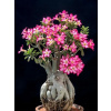 Ruža adenium oxum mini baobab (Ruža adenium oxum mini baobab)
