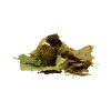 Salvia Paradise Epimedium sagittatum ŠKORNICE 50 g