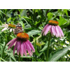 AWA herbs Echinacea nat 100g