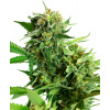 Sensi Seeds Research Blackberry Cake semena neobsahuji THC 3 ks