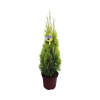 Tuja západná zlatožltá FloraSelf Thuja occidentalis 'Golden Smaragd' výška 60-80 cm kvetináč 5 l