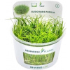 Dennerle Plants Eleocharis pusilla CUP - 1 ks