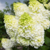 Limelight Byquet Hydrangea mení farbu trikrát (Limelight Byquet Hydrangea mení farbu trikrát)