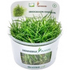 Dennerle Plants Eriocaulon cinereum CUP - 1 ks