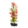 Rastlina TETRA Red Ludwigia S