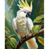 Diamantový obraz Papagáj Kakadu