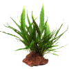 Tropica Microsorum pteropus na lávovom kameni - malá
