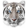 JERRY FABRICS Plyšová deka biely tiger Polyester, 120/150 cm