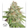 Dutch Passion Glueberry O.G. Balenie: 10