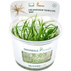 Dennerle Plants Helanthium tenellum 'Red' CUP - 1 ks
