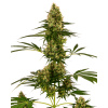Sensi Seeds Blue Bullet Automatic semena neobsahuji THC 5 ks