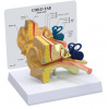 Model detského ucha (Anatomické modely)
