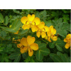 Cassia Natubea 100g