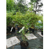 Bambus Phylostachys aureosulcata 2,5 l 60-150 cm KR (Bambus Phylostachys aureosulcata 2,5 l 60-150 cm KR)