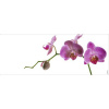 Obklad do kúpeľne mySPOTTI aqua Orchid pink 120x45 cm