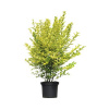 Vtáčí zob zlatý FloraSelf Ligustrum ovalifolium 'Aureum' výška 60-80 cm kvetináč 10 l kríkový a kompaktný