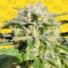 Original Sensible Seeds - Lemonberry Haze Auto 25 ks - Semená neobsahujú THC