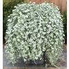 Dichondra Silver Beautiful Hanging Plant D.10 cm (Dichondra Silver Beautiful Hanging Plant D.10 cm)