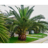 Phoenix canariensis- Ďatľovník kanársky 200+cm-Osobný odber