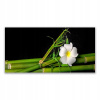 Moderný akrylový obraz 140x70 bambusová kvetinová rastlina (Moderný akrylový obraz 140x70 bambusová kvetinová rastlina)