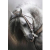 Diamantové maľovanie Norimpex 40x30 cm Portrét bieleho koňa